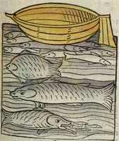 poisson