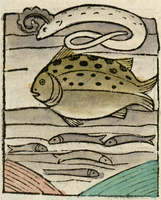 poisson