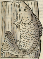 poisson