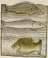 poisson