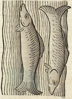 poisson