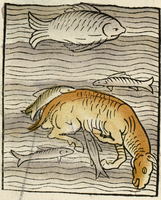 poisson