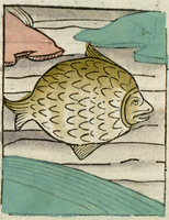 poisson