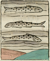 poisson