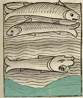 poisson