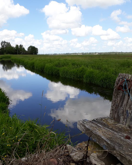 Le Marais du Rivage à Auvers, en début d'été 2020.