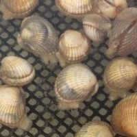 COCKLES