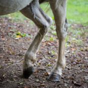 Traitement de l’arthrose : un enjeu pour l’homme… et pour le cheval