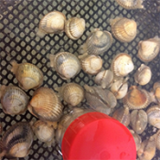 La coque : petit mollusque, grands bénéfices
