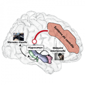 Le cerveau face au stress post-traumatique