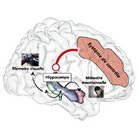 Lire la suite à propos de l’article Le cerveau face au stress post-traumatique