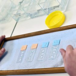 Lire la suite à propos de l’article UR 7450 – Biologie , Génétique et Thérapies ostéoArticulaires et Respiratoires (BIOTARGEN)