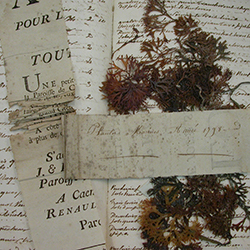 Herbier Le chevalier le Jumel (algues) 1798