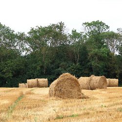 Lire la suite à propos de l’article La haie nous protège, protégeons-là !