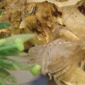 Comportement de la seiche : recherche en eau trouble