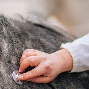 Protéger la filière équine contre l’herpèsvirus équin-1