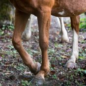Equitexpo : impact des bioaérosols sur l’Homme et le cheval