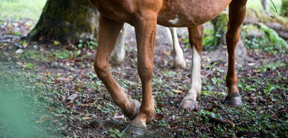 You are currently viewing Equitexpo : impact des bioaérosols sur l’Homme et le cheval