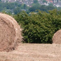 Lire la suite à propos de l’article cAnOPee