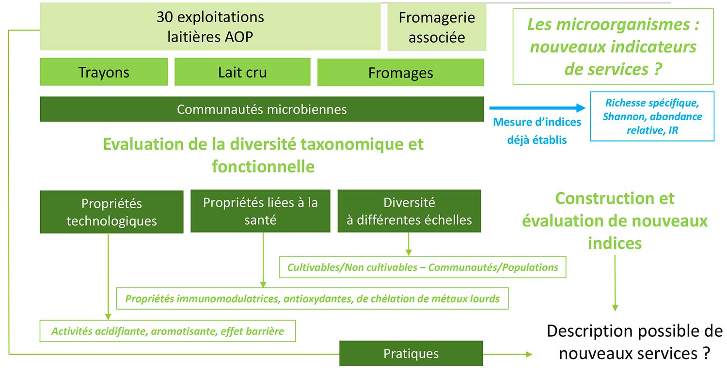 Les actions : WP3 = Indices associés aux communautés microbiennes laitières et services de production de fromage AOP