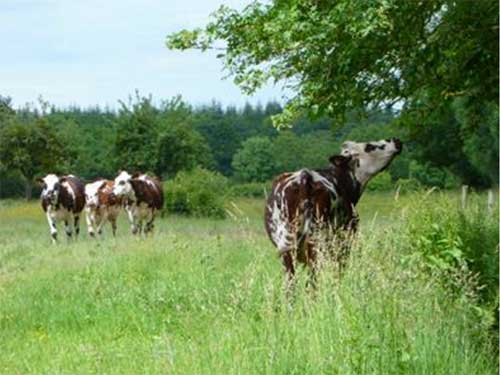 Vaches / Illustration du projet de recherche cAnOPee / Crédit Photo : Association de Gestion des ODG Laitiers Normands