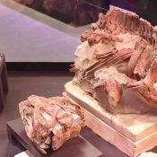 Des fossiles exceptionnels prêtés au Paléospace de Villers-sur-mer