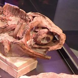 fossiles issus des collections de géologie de l'université de Caen Normandie, prêtés au Paleospace de Villers-sur-mer (sur la photo, un crâne d'ichtyosaure)
