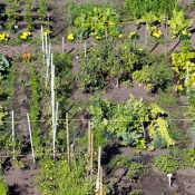 Et si vous jardiniez sur le campus 1 ?
