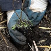 Création d&rsquo;une mini-forêt sur le Campus 1