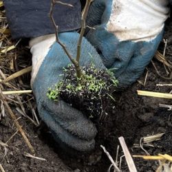 Création d’une mini-forêt sur le Campus 1