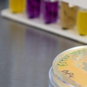 L&rsquo;université se dote d&rsquo;une cellule de production de ferments