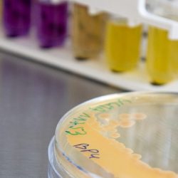 L’université se dote d’une cellule de production de ferments