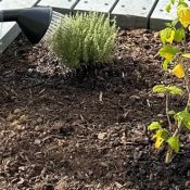 Atelier jardinage sur le campus 1