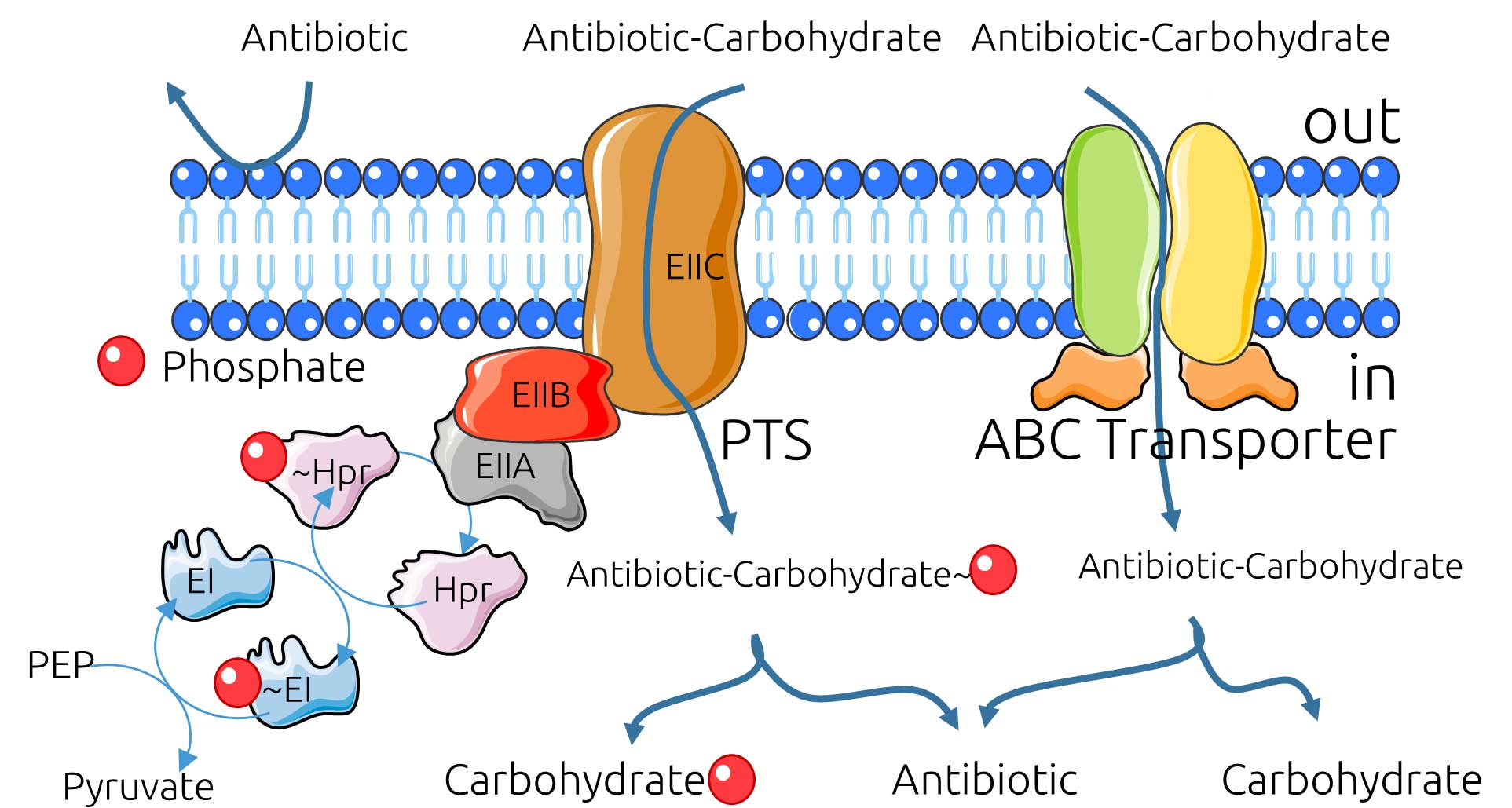 You are currently viewing CO-TEAM – Carbohydrates conjugués comme cheval de Troie pour l’import d’antibiotiques