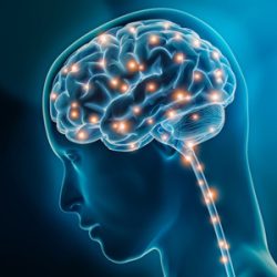silhouette d'humain où l'on distingue le cerveau et les neurones en surbrillance