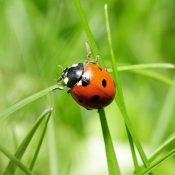 La meilleure amie des jardiniers s’installe sur le campus 1