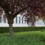 Fauches tardives et fleurs mellifères pour favoriser la biodiversité