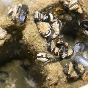 La mer, une intelligence à explorer