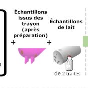 Communautés microbiennes laitières et services écosystémiques : quels indicateurs et comment les appréhender ?