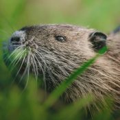 Des castors d’Europe aperçus à l’université