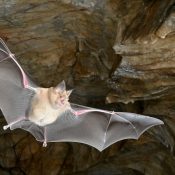 Les chauves-souris sont apparues en Europe il y a 65 millions d&rsquo;années