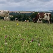 La filière AOP laitière de Normandie : quels bénéfices pour les territoires et la société ?